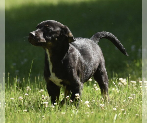 Medium Photo #8 Shepweiller Puppy For Sale in Mechanicsburg, PA, USA