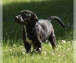 Small #7 Shepweiller