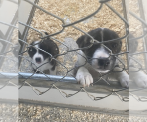 Border Collie-Unknown Mix Dogs for adoption in Unionville, PA, USA