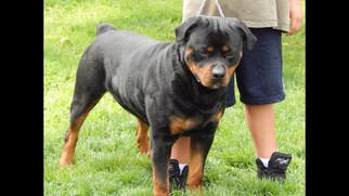 Father of the Rottweiler puppies born on 06/07/2017