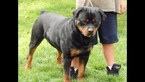 Small Photo #1 Rottweiler Puppy For Sale in SACRAMENTO, CA, USA