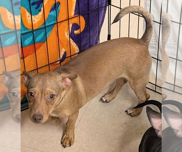 Medium Photo #2 Chiweenie Puppy For Sale in San Bernardino, CA, USA