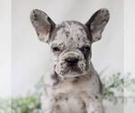 Small Photo #2 French Bulldog Puppy For Sale in EAST EARL, PA, USA