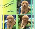 Puppy Benny Golden Retriever