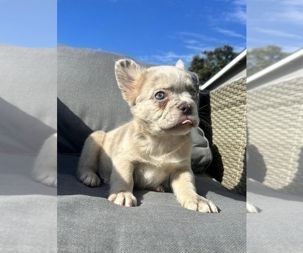 Medium Photo #11 French Bulldog Puppy For Sale in MANCHESTER, NH, USA