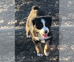 Miniature Australian Shepherd Puppy for sale in TAYLOR, TX, USA