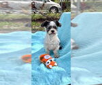 Small #12 Shih Tzu