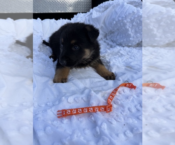 Medium Photo #2 German Shepherd Dog Puppy For Sale in GREENVILLE, NC, USA