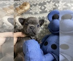 Small Photo #3 French Bulldog Puppy For Sale in CROWNSVILLE, MD, USA