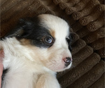 Small Photo #1 Miniature American Shepherd Puppy For Sale in PLACERVILLE, CA, USA