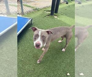 American Pit Bull Terrier Dogs for adoption in Pasadena, TX, USA
