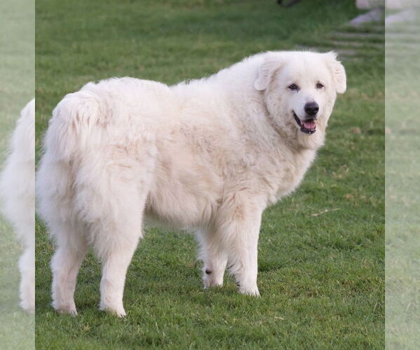 Medium Photo #3 Great Pyrenees Puppy For Sale in Dallas, TX, USA