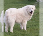 Small #2 Great Pyrenees