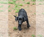 Small #2 Labrador Retriever Mix