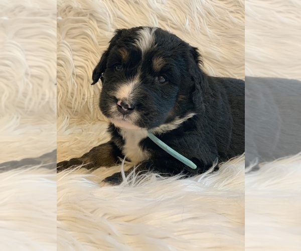 Medium Photo #5 Bernedoodle Puppy For Sale in CARTER, IN, USA