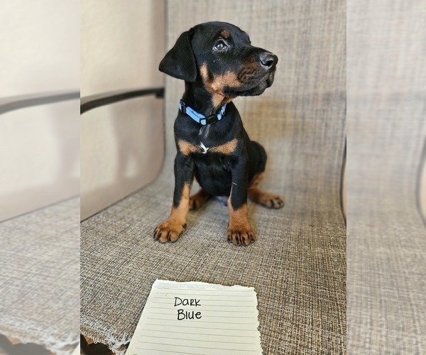 Medium Photo #4 Doberman Pinscher Puppy For Sale in CENTENNIAL, CO, USA