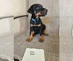 Small Photo #4 Doberman Pinscher Puppy For Sale in CENTENNIAL, CO, USA