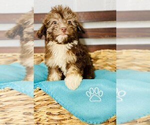 Havanese Puppy for sale in CINCINNATI, OH, USA