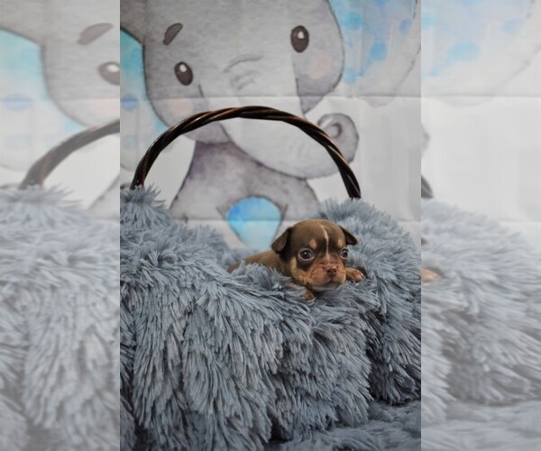 Medium Photo #3 Chihuahua Puppy For Sale in HAMPTON, VA, USA