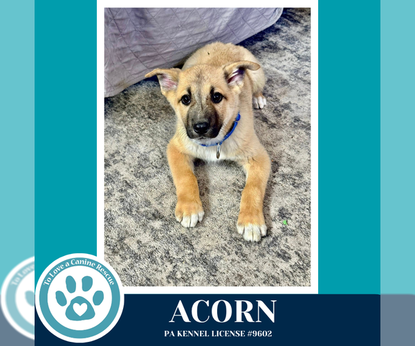 Medium Photo #2 Mutt Puppy For Sale in Kimberton, PA, USA