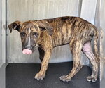 FIRENZE - Male Plott Hound-Unknown Mix Dog for Adoption - Small photo