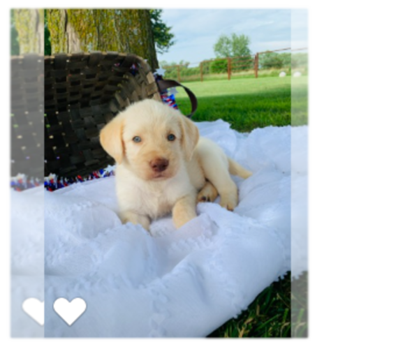 Medium Photo #1 Labradoodle Puppy For Sale in CASSVILLE, MO, USA
