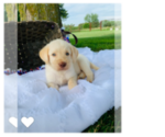 Small Photo #1 Labradoodle Puppy For Sale in CASSVILLE, MO, USA
