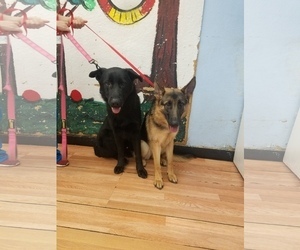 German Shepherd Dog Dogs for adoption in S PASADENA, CA, USA