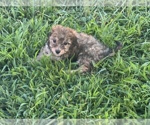 Poovanese Puppy for Sale in BEECHGROVE, Tennessee USA