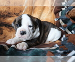 Small Photo #3 Olde English Bulldogge Puppy For Sale in SHILOH, OH, USA