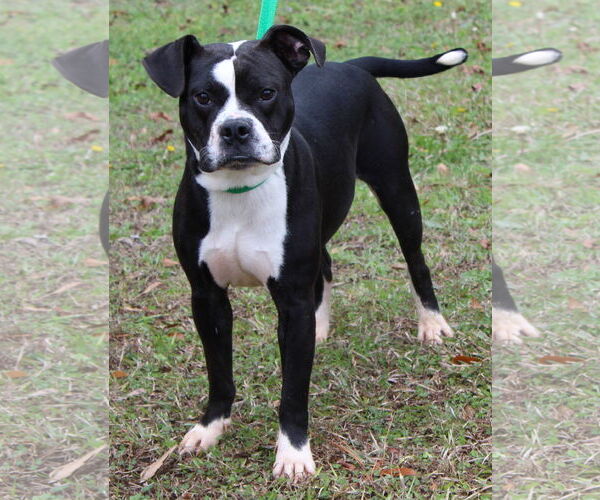 Medium Photo #2 Boston Terrier-Unknown Mix Puppy For Sale in Prattville, AL, USA