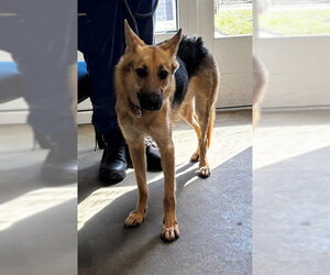 German Shepherd Dog Dogs for adoption in Forestville, MD, USA