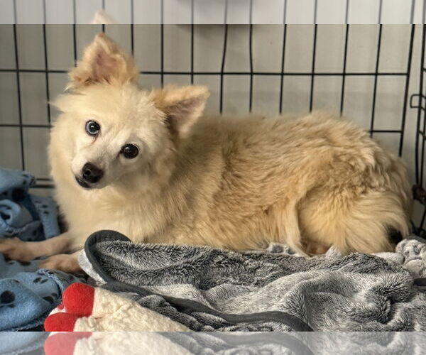 Medium Photo #3 Chiranian Puppy For Sale in Holly Springs, NC, USA