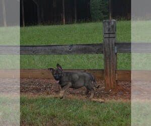 Medium German Shepherd Dog
