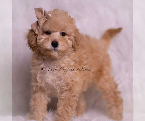 Medium Photo #4 Poodle (Toy) Puppy For Sale in WARSAW, IN, USA