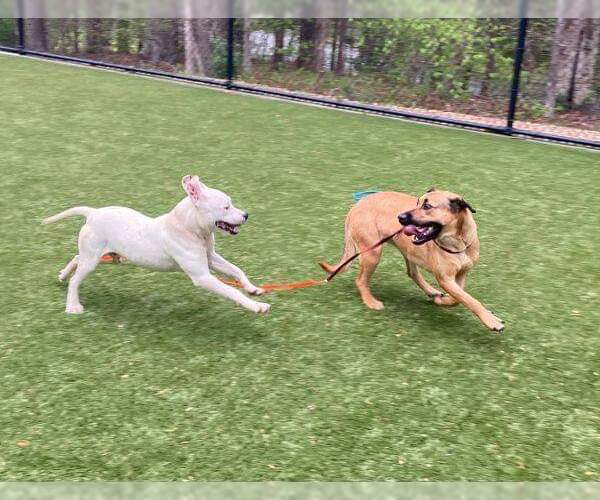 Medium Photo #4 American Staffordshire Terrier-Unknown Mix Puppy For Sale in Raleigh, NC, USA