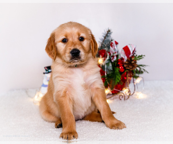 Medium Photo #104 Golden Retriever Puppy For Sale in WAKARUSA, IN, USA