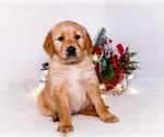 Small #8 Golden Retriever