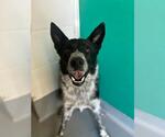 Small Border Collie-Texas Heeler Mix