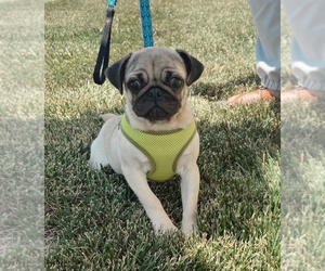 Pug Puppy for sale in ANDOVER, KS, USA