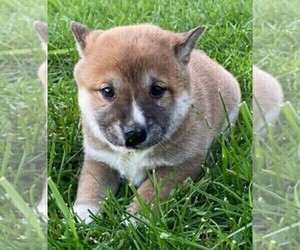 Shiba Inu Puppy for Sale in BONDUEL, Wisconsin USA