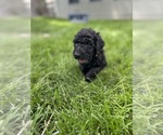 Small #18 Goldendoodle
