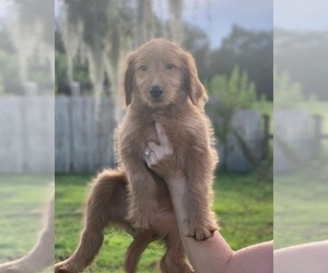 Goldendoodle Puppy for sale in BRADENTON, FL, USA