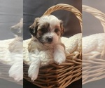 Puppy Puppy 4 Zuchon