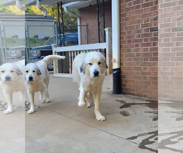 Medium Photo #5 Anatolian Pyrenees Puppy For Sale in Thomasville, NC, USA