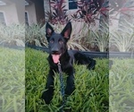 Small Photo #6 German Shepherd Dog Puppy For Sale in CLERMONT, FL, USA