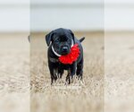 Small Photo #3 Labrador Retriever-Plott Hound Mix Puppy For Sale in McKinney, TX, USA