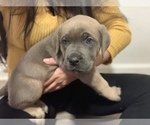 Small Photo #3 Cane Corso Puppy For Sale in ONTARIO, CA, USA