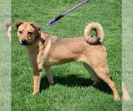 Small #10 Shepradors