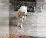 Small #6 Great Pyrenees Mix